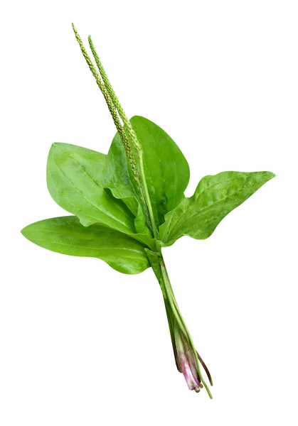 Plantain, isolated on white — Φωτογραφία Αρχείου