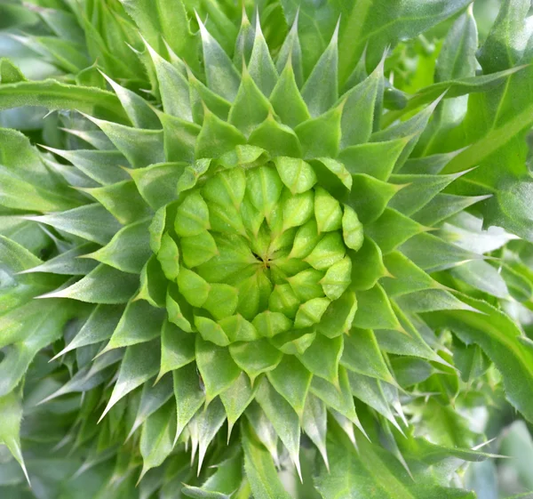 Grüne Knospe Sonnenblume — Stockfoto