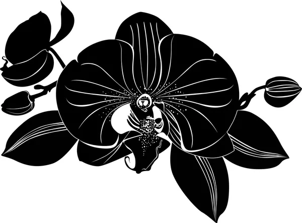 Flores de orquídeas — Archivo Imágenes Vectoriales