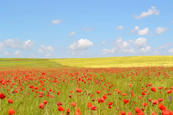 Poppies flowers field — Stock Photo, Image