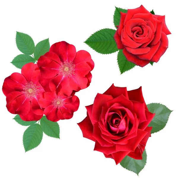 Rosa roja y flores de brezo — Foto de Stock