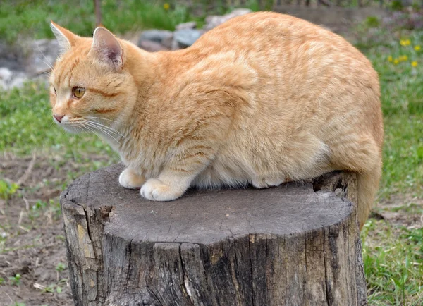 Симпатичная красная кошка — стоковое фото