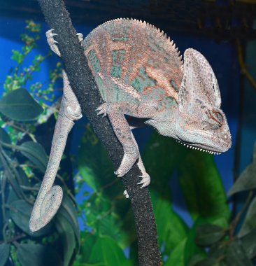 iguana dalı
