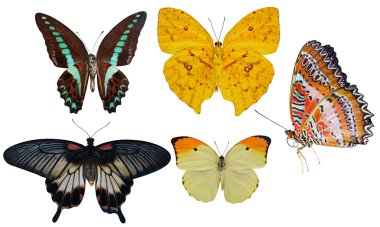 Beyaz böcekler makro'izole kelebek koleksiyonu