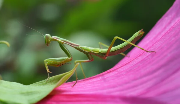 Mantis insekt på en blomma rosor — Stockfoto