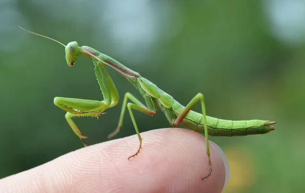 Mantis insekt - Stock-foto