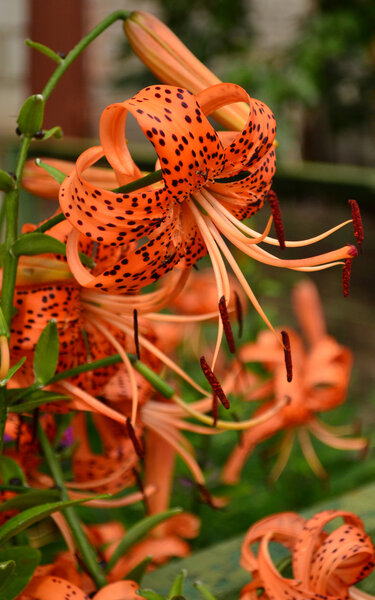 Цветы апельсиновой тигровой лилии растут в саду, где их выращивают для украшения
