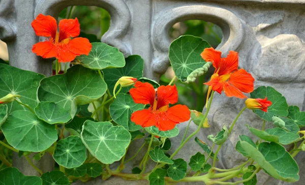 Rote Blumen in der Nähe des Zauns — Stockfoto