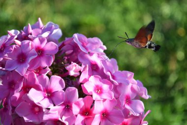 Little bird flies to the pink flowers