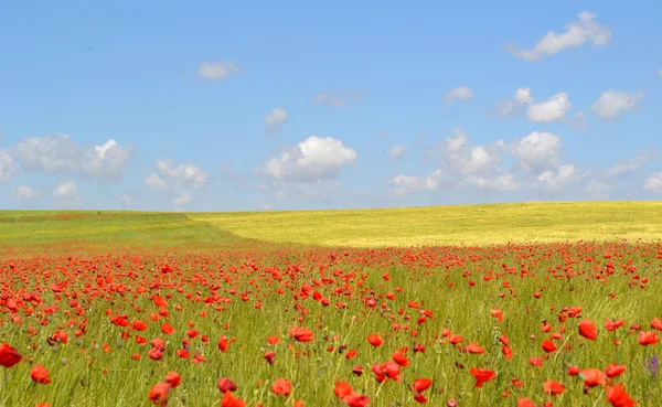 Field of poppies and blue sky — Stock Photo, Image