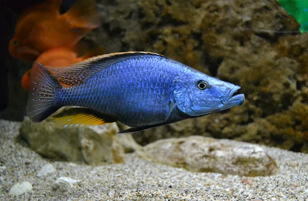 Marine per pesci d'acquario — Foto Stock