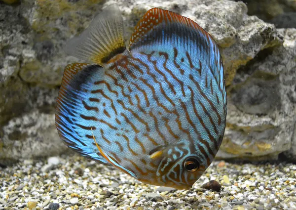 Disco para peixes de água salgada de aquário — Fotografia de Stock