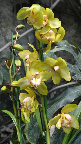 Orchid flower bush holiday — Stock Photo, Image