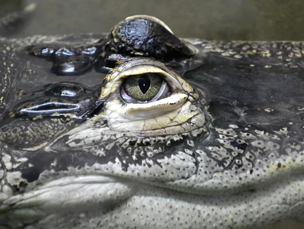 Krokodil huvud och ögon — Stockfoto