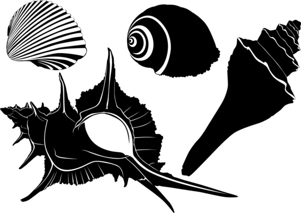 Морские раковины — стоковый вектор