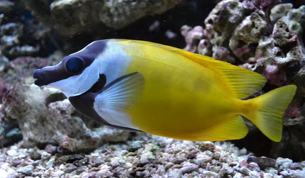 Aquarium zeevis pangasius, vis fox — Stockfoto