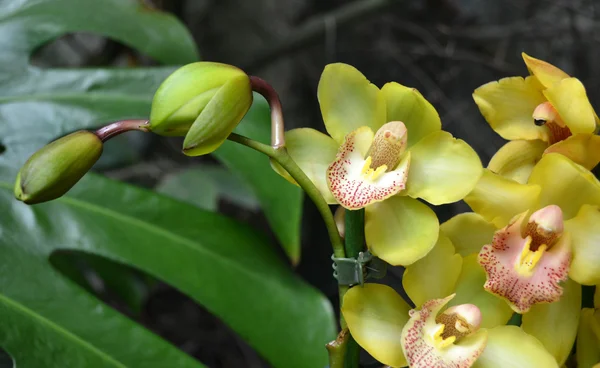 Orchid flower bush holiday — Stock Photo, Image