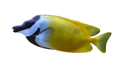 akvaryum tuzlu su balık pangasius, Balık tilki