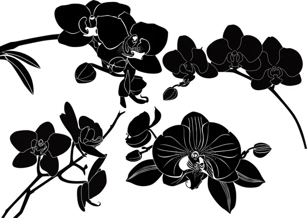Colección de flores orquídeas — Vector de stock