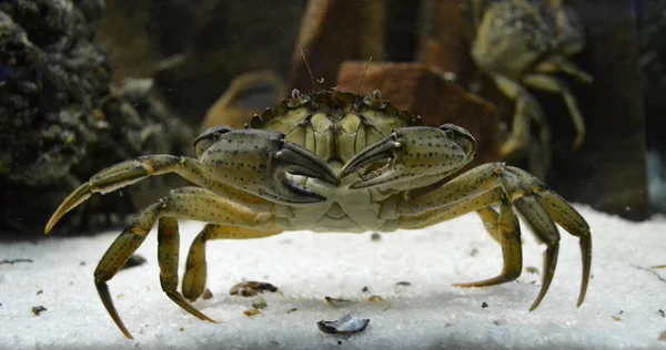 Krab wewnątrz akwarium — Zdjęcie stockowe