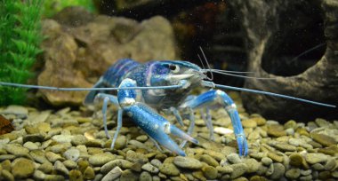 akvaryum deniz mavi hayvan kanseri Yengeç