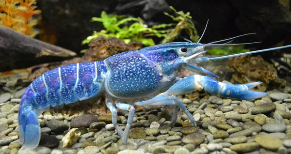 akvaryum deniz mavi hayvan kanseri Yengeç