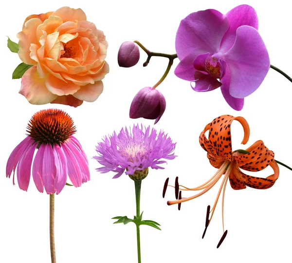 Flowers collection — Stock Photo, Image