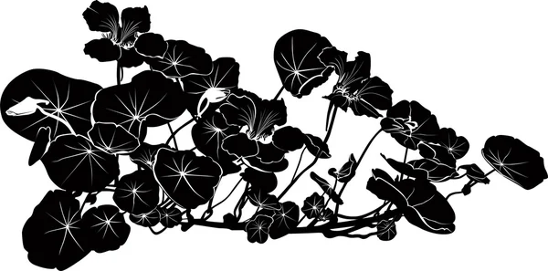 Nasturtium bloemen — Stockvector