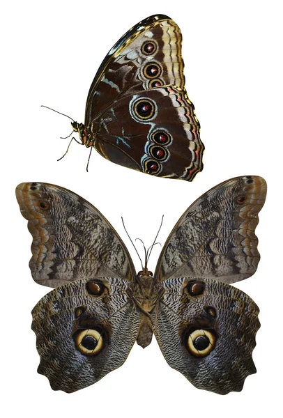 Schmetterlinge — Stockfoto