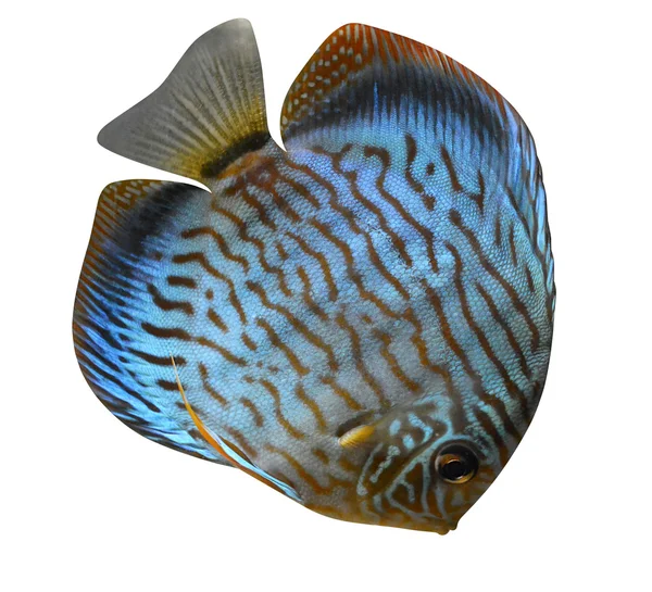 Discus per pesci d'acqua salata dell'acquario — Foto Stock