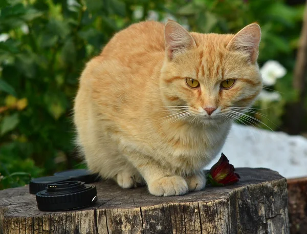 Roztomilá kočka — Stock fotografie