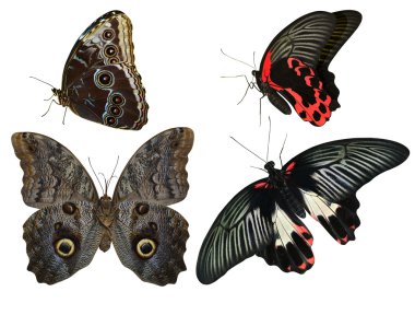 Butterflies collection clipart