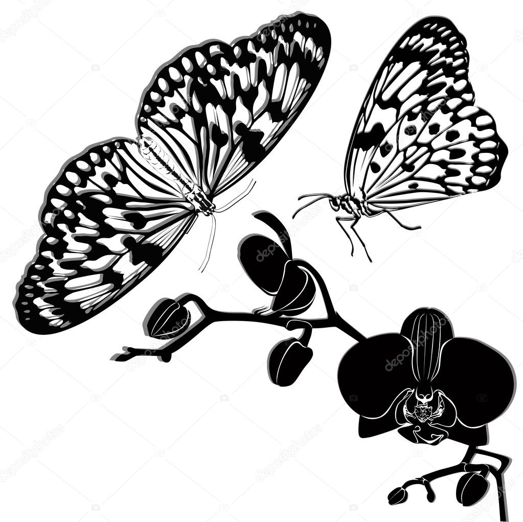 Orchid flower and branch tropical butterflies