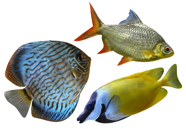Τρία θαλασσινά ψάρια ενυδρείου — Φωτογραφία Αρχείου