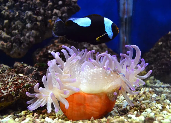 Nemo anemonowych ryb i owoców morza — Zdjęcie stockowe