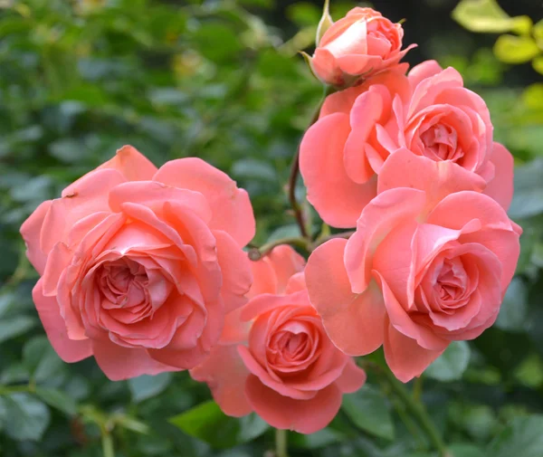 Roze rozen — Stockfoto