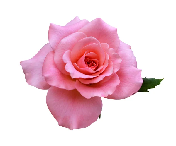 Flor de rosa — Foto de Stock