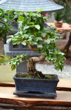 Ficus bonsai