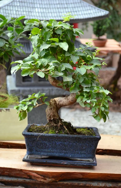 Ficus Bonsai — Stock Image Ficus Bonsai Royalty Free Stock Photos