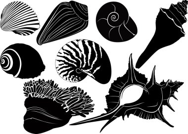 Nautilus deniz anemon