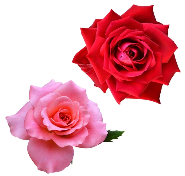 Rosenblüten — Stockfoto