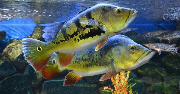 Ryby akwariowe — Zdjęcie stockowe