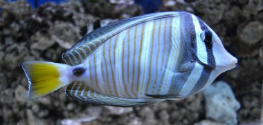 Akvaryumdaki balıklar