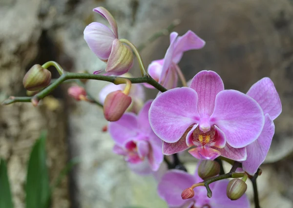 Pink orchid flower — Stock Photo, Image