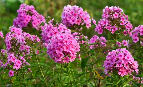 Phlox flowers glade — Stock Photo, Image