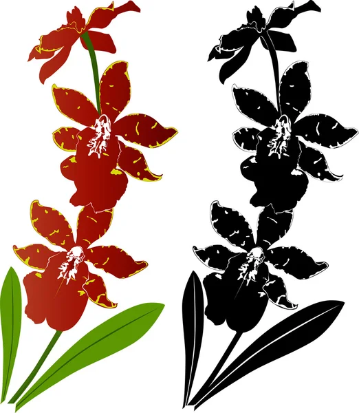 Flores de orquídea — Vector de stock