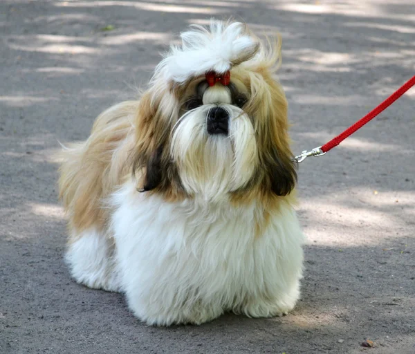 Perro divertido — Foto de Stock