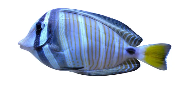 Zoutwater aquariumvissen — Stockfoto