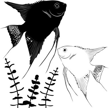 Angelfishes