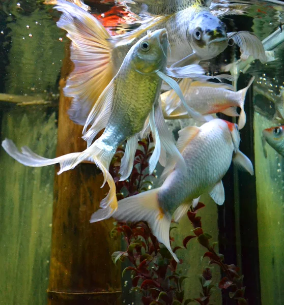 Vissen in een aquarium — Stockfoto